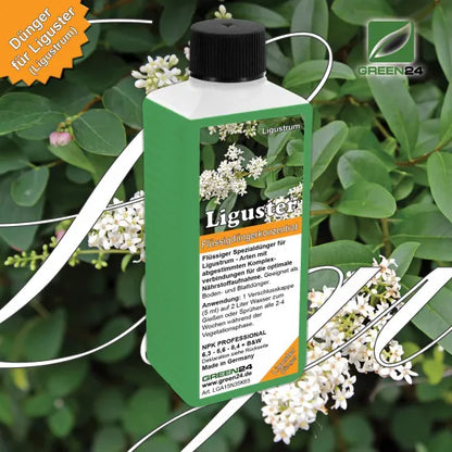 Liguster-Dünger, 250ml NPK Konzentrat mit Spurenelementen, für dichte & gesunde Ligusterhecken, schnelles Wachstum – Produkt und Anwendung