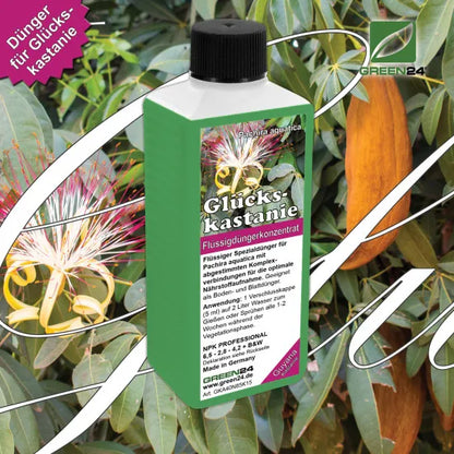 Glückskastanien-Dünger – 250 ml – Produkt und Pflanze