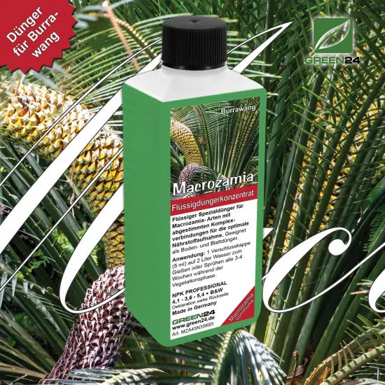 Macrozamia - Dünger 250 ml (Macrozamia communis, moorei, fraseri, miquelii, riedlei) mineralischer NPK Flüssigdünger mit Spurenelementen für kräftige Wedel & nachhaltiges Pflegen und Gießen – Produkt und Anwendung