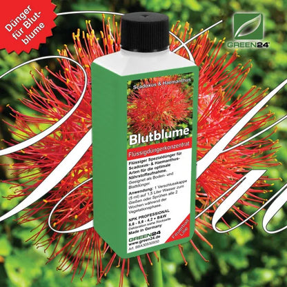 Blutblumen-Dünger – 250 ml – Produkt und Pflanze