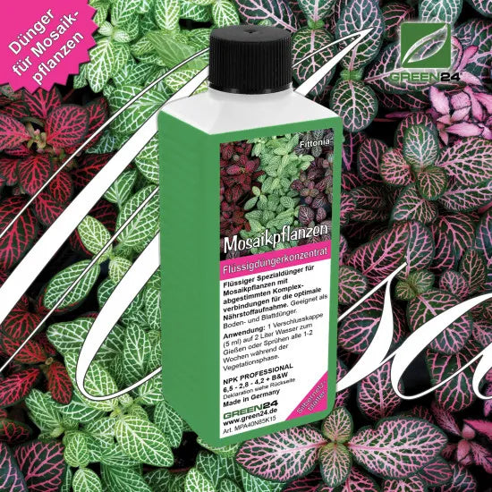 Fittonia-Dünger – 250 ml – Produkt und Pflanze