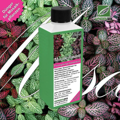 Fittonia-Dünger – 250 ml – Produkt und Pflanze