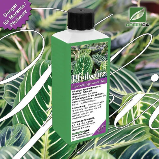 Maranta-Dünger – 250 ml – Produkt und Pflanze