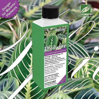 Maranta-Dünger – 250 ml – Produkt und Pflanze