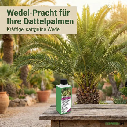 Dattelpalmen-Dünger – 250ml Spezialdünger für Phoenix | Fördert kräftige Wedel & sattes Grün | Ideal für alle Dattelpalmen-Arten – Anwendungsbeispiel