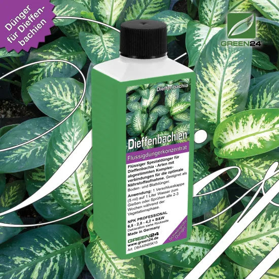 Dieffenbachia-Dünger – 250 ml – Produkt und Pflanze