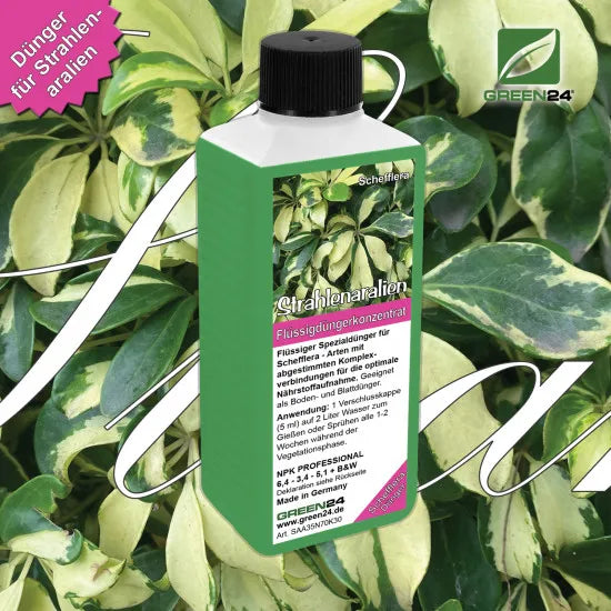 Strahlenaralie-Dünger – 250 ml – Produkt und Pflanze