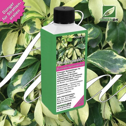 Strahlenaralie-Dünger – 250 ml – Produkt und Pflanze