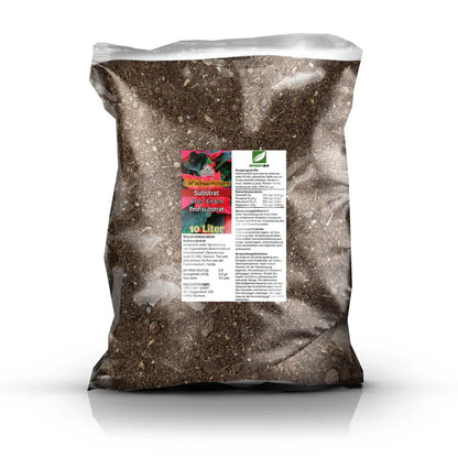 Weihnachtsstern-Erde – Originalverpackung