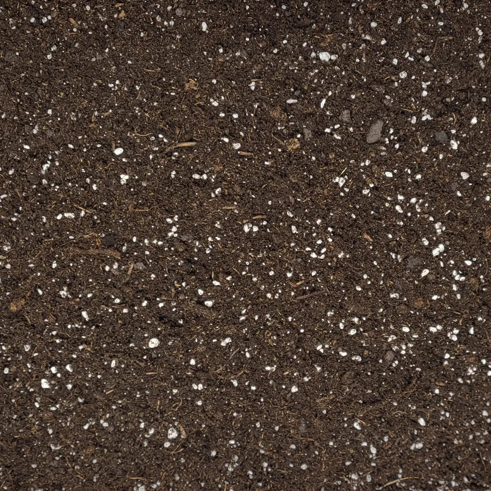 Originale Nahaufnahme der Weinrebenerde mit dunklen organischen Bestandteilen und heller Perlite.
