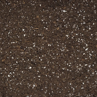Originale Nahaufnahme der Weinrebenerde mit dunklen organischen Bestandteilen und heller Perlite.