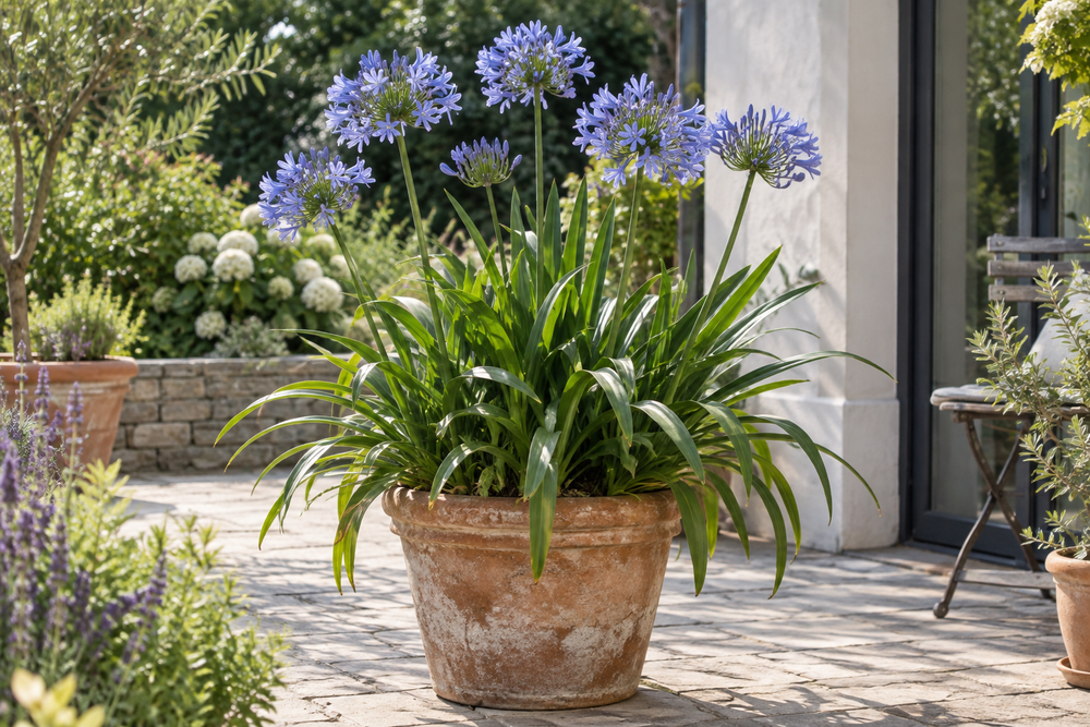 Agapanthus spp. & Gartenhybriden