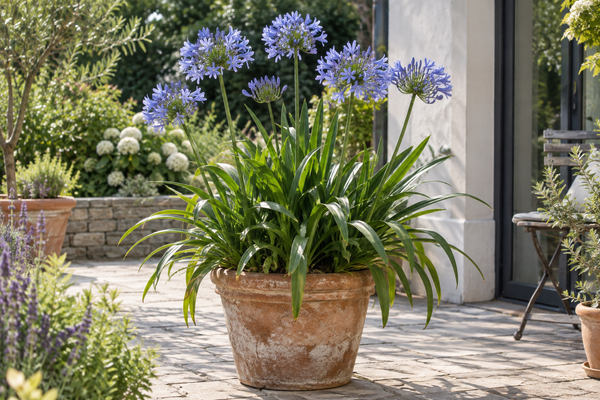 Schmucklilien · Agapanthus