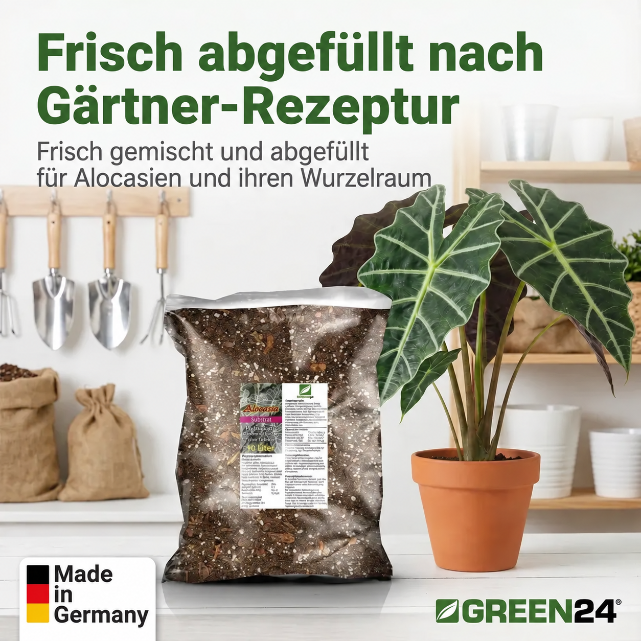 Frisch gemischte und abgefüllte Alocasien-Erde