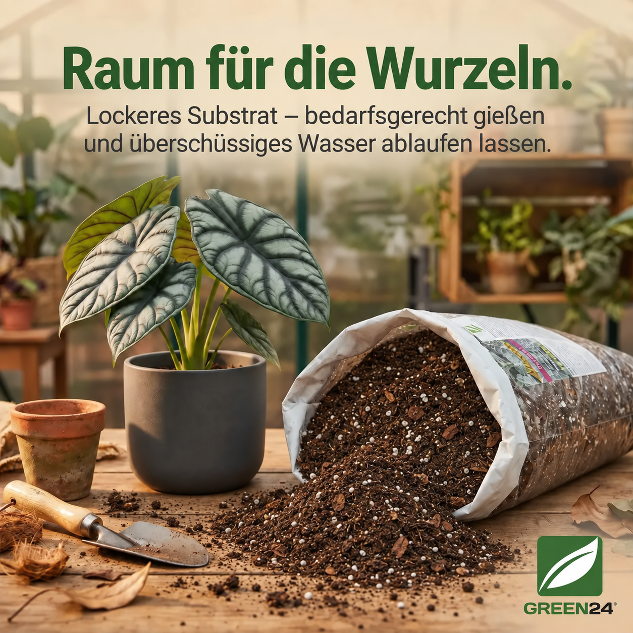 Lockerer Wurzelraum und bedarfsgerechtes Gießen