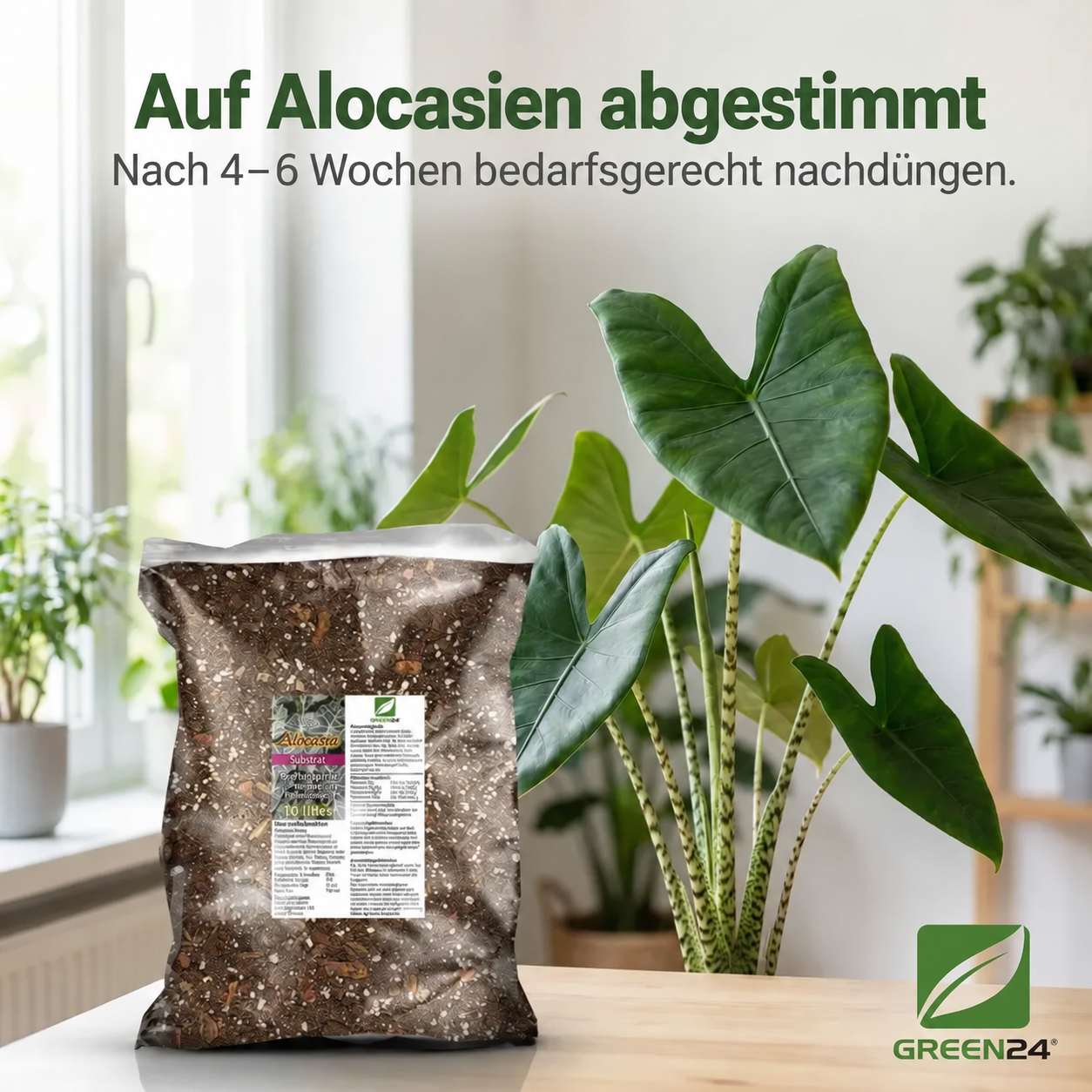 Alocasien-Erde – Nachdüngen nach 4 bis 6 Wochen