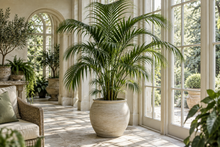 Arecaceae