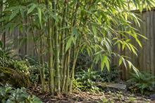 Bambusoideae · Fargesia und Phyllostachys