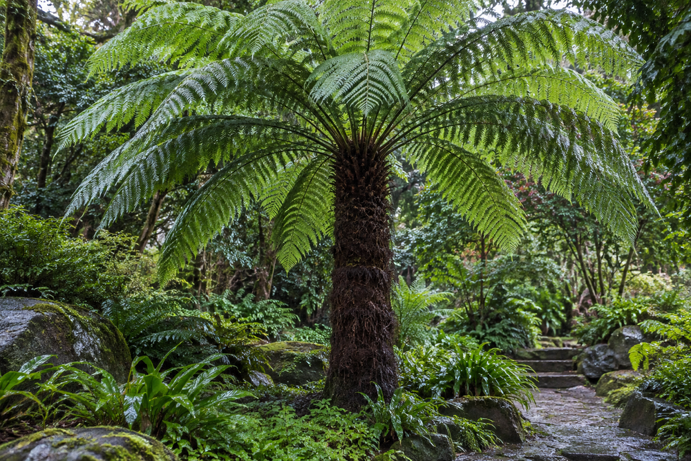 Cyatheales · Dicksonia spp.