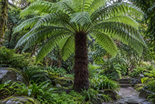Cyatheales · Dicksonia spp.