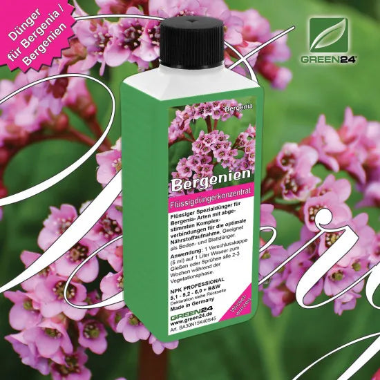 Bergenia-Dünger 250 ml vor Bergenienblüten