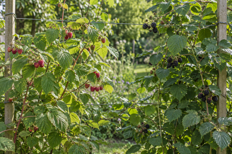 Himbeeren und Brombeeren im Garten