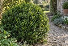 Buxus spp. · Buxus sempervirens · Buxus microphylla