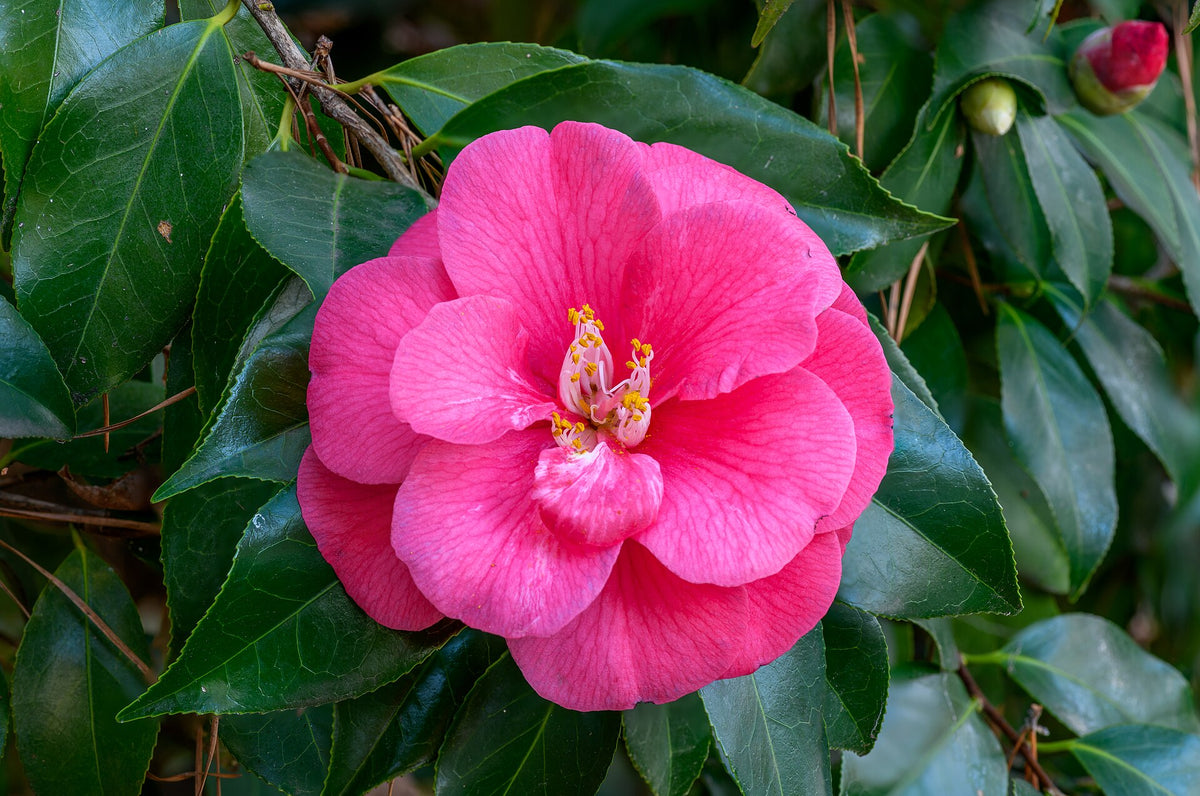Blüte der Japanischen Kamelie