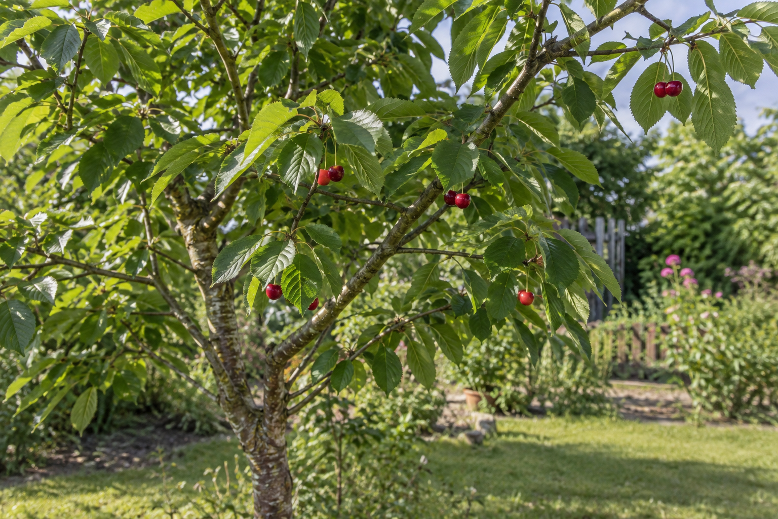 Kirschbaum im Garten