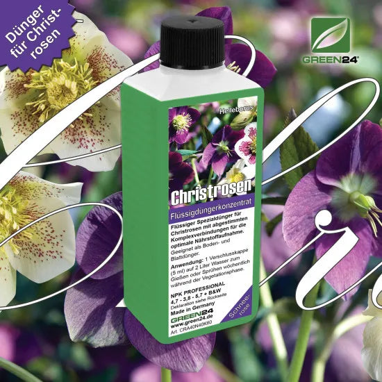 Christrose-Dünger 250 ml vor Helleborus-Blüten