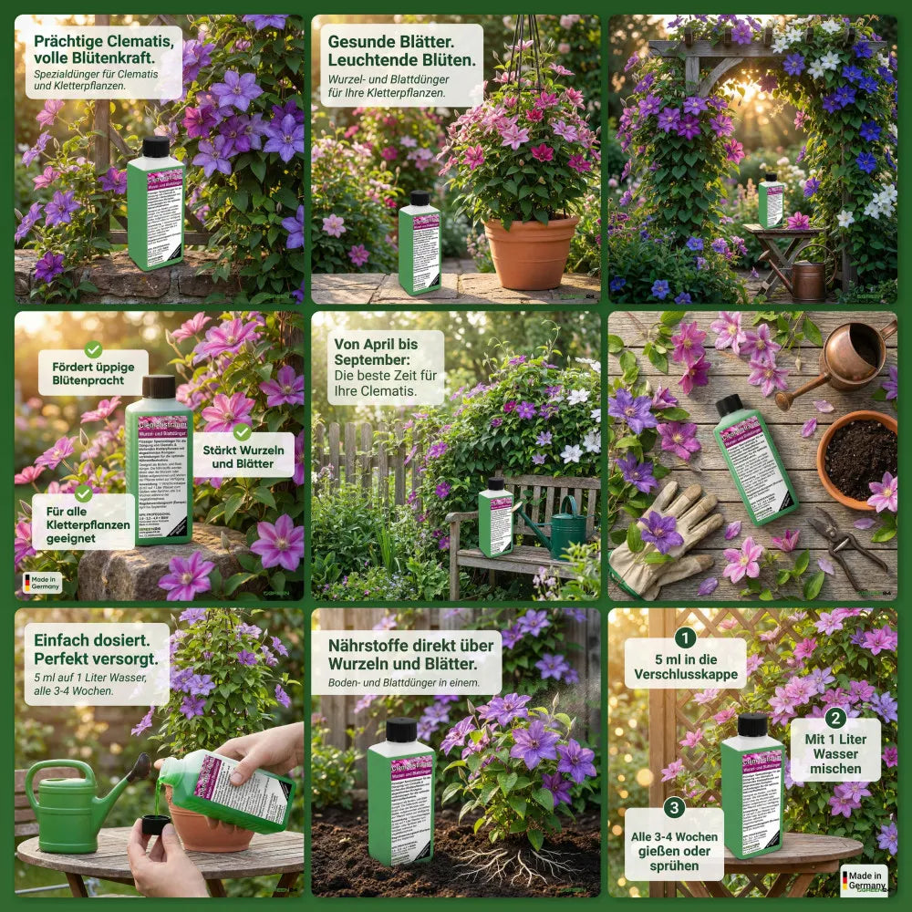 Originale GREEN24-Clematis-Dünger-Bildcollage mit Pflanze, Dosierung und Anwendung.