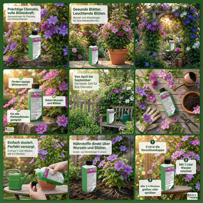 Originale GREEN24-Clematis-Dünger-Bildcollage mit Pflanze, Dosierung und Anwendung.