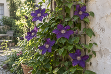 Clematis spp. und Gartenhybriden
