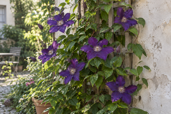 Violette Clematisblüten an einer Rankhilfe im Garten.