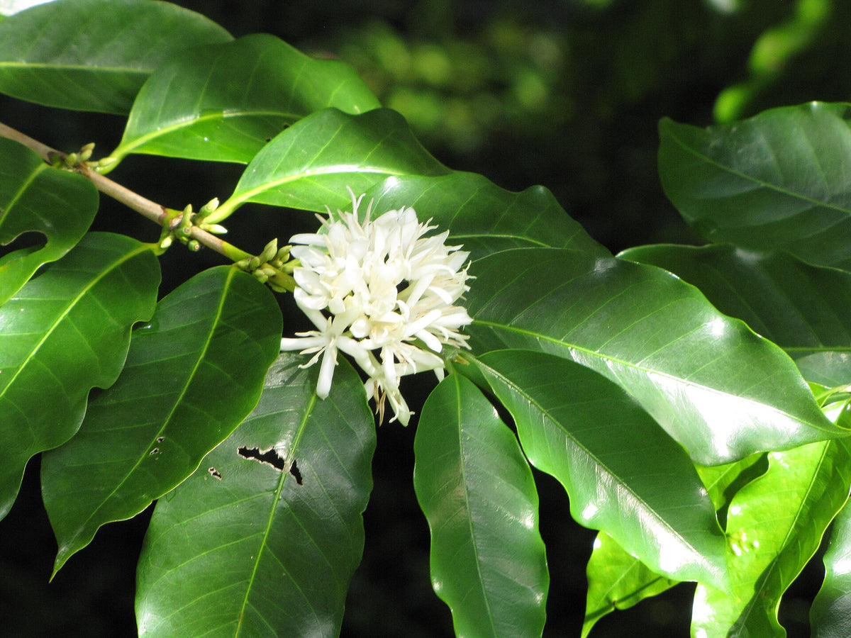Coffee flowers