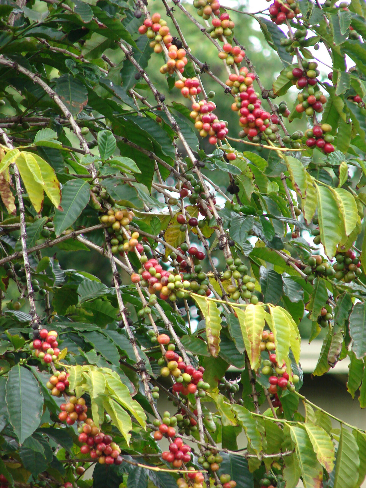 Coffee cherries