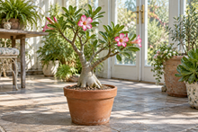 Adenium obesum · Hybr.