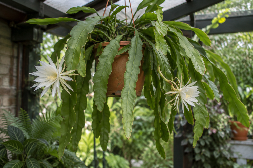 Epiphyllum · Disocactus · Schlumbergera · Rhipsalis · …