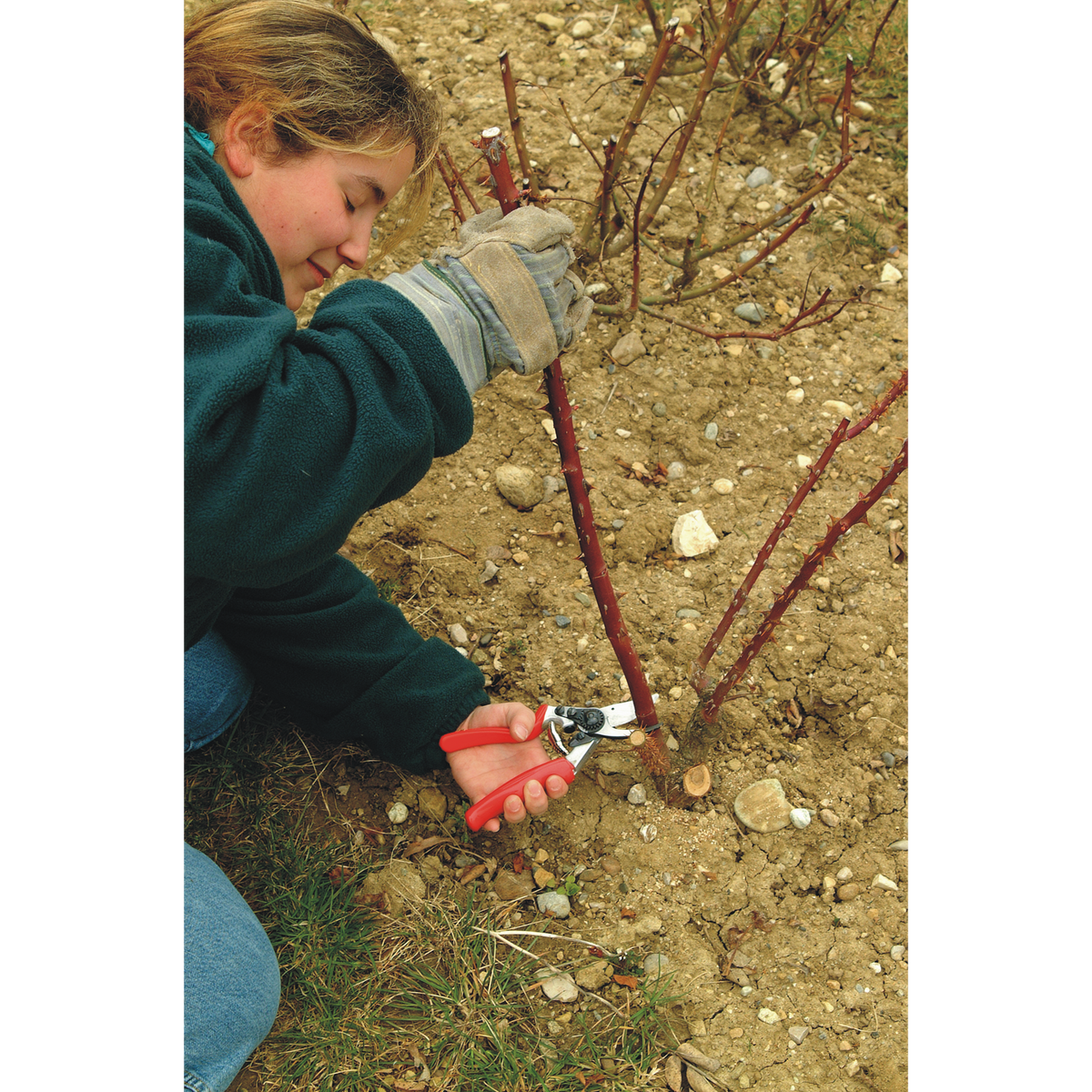 FELCO 10 – Originalaufnahme der Gartenschere