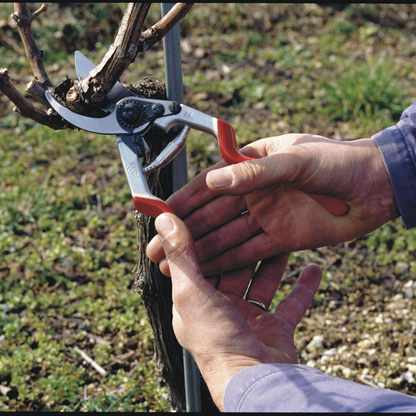 FELCO 13 – Originalaufnahme der Gartenschere