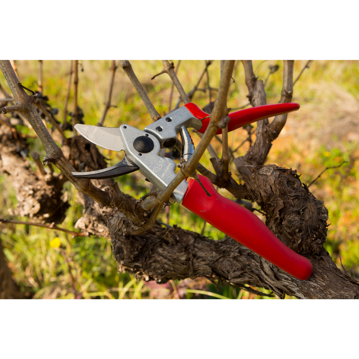 FELCO 17 – Originalaufnahme der Gartenschere
