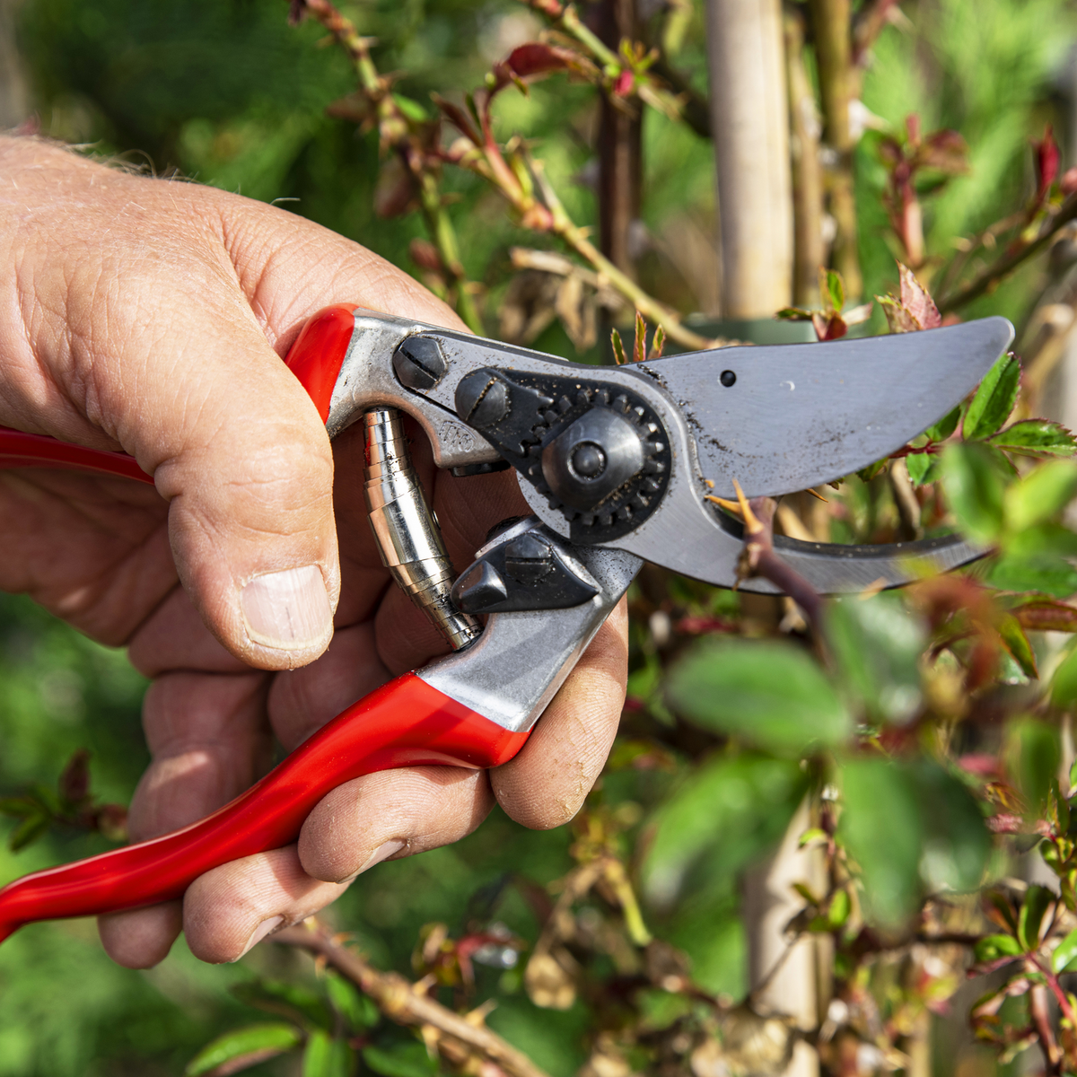 FELCO 9 – Originalaufnahme der Gartenschere