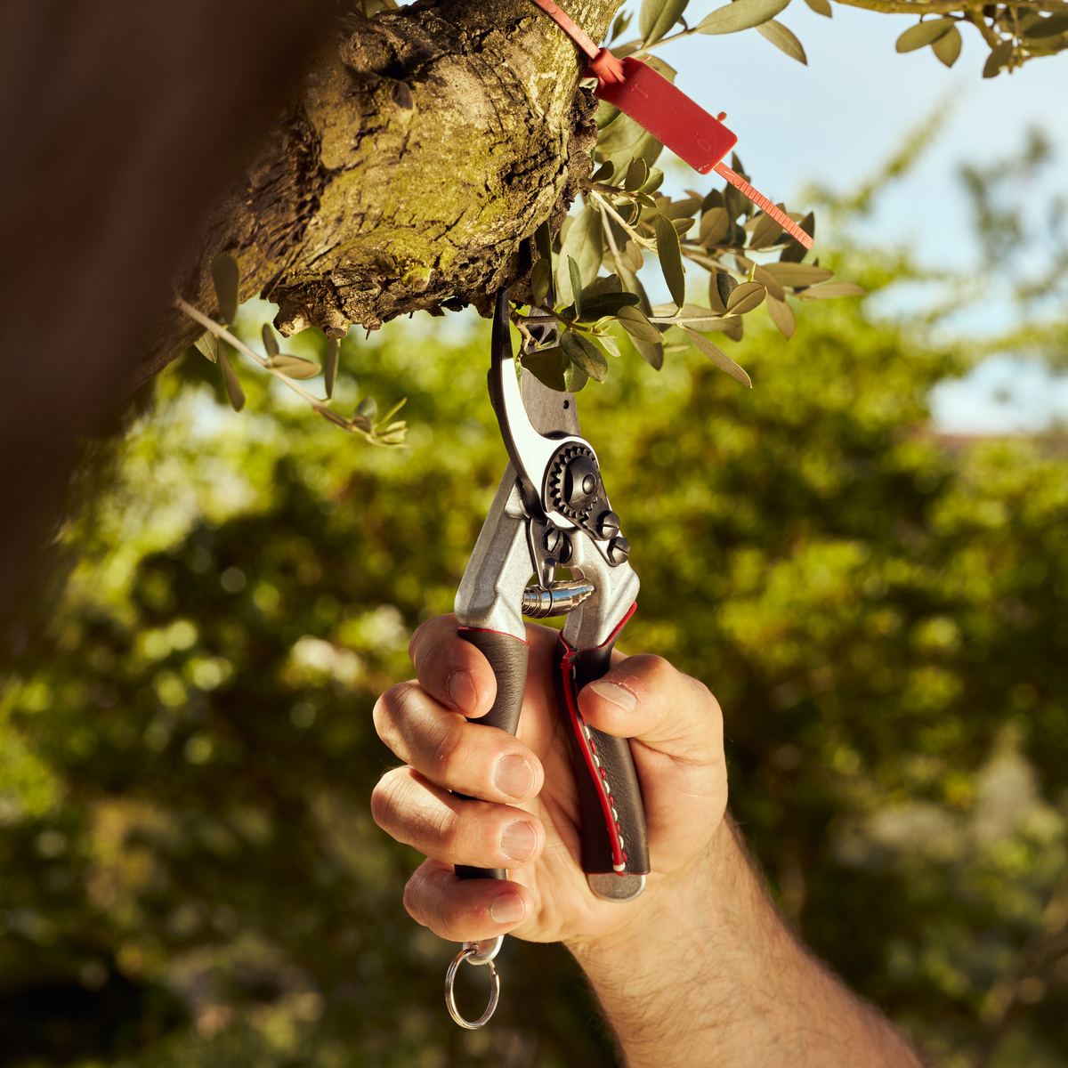 FELCO 8 Elite Bypass-Gartenschere mit Ledergriffen, Größe L – Originalansicht