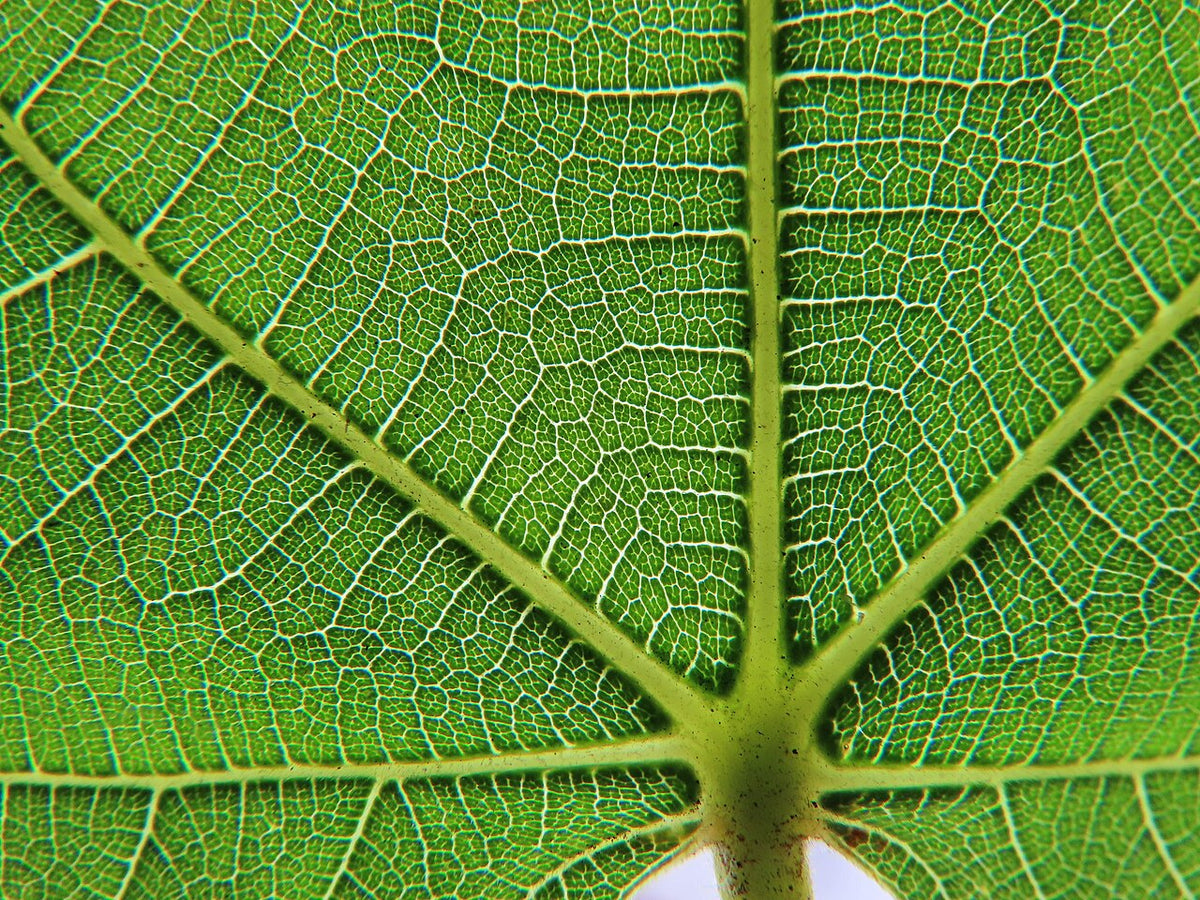 Fig leaf veins