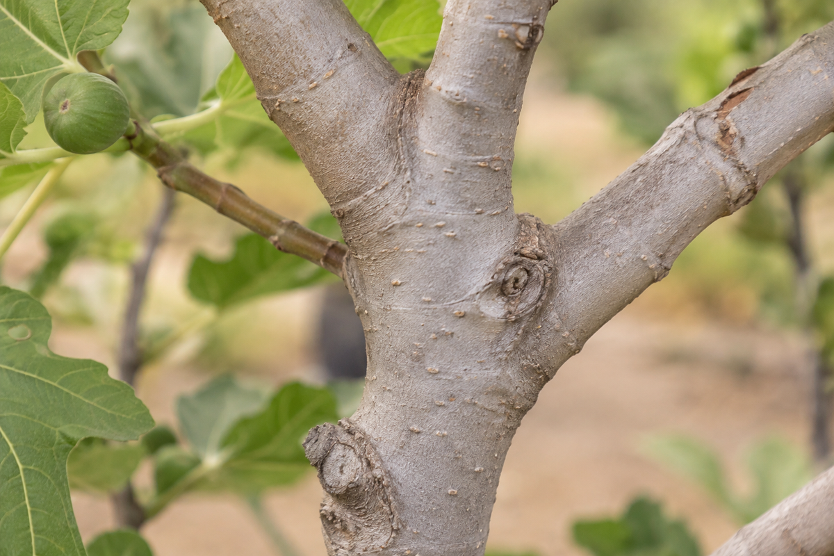 Bark & branching