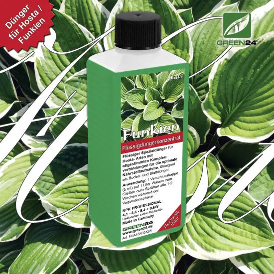Funkien-Dünger 250 ml vor Hosta-Blättern