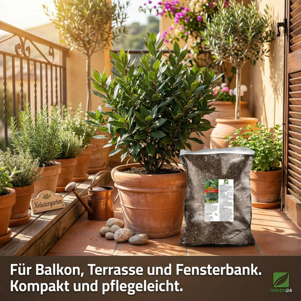 Bay laurel in a terracotta container with product bag; existing GREEN24 promotional scene with German lettering