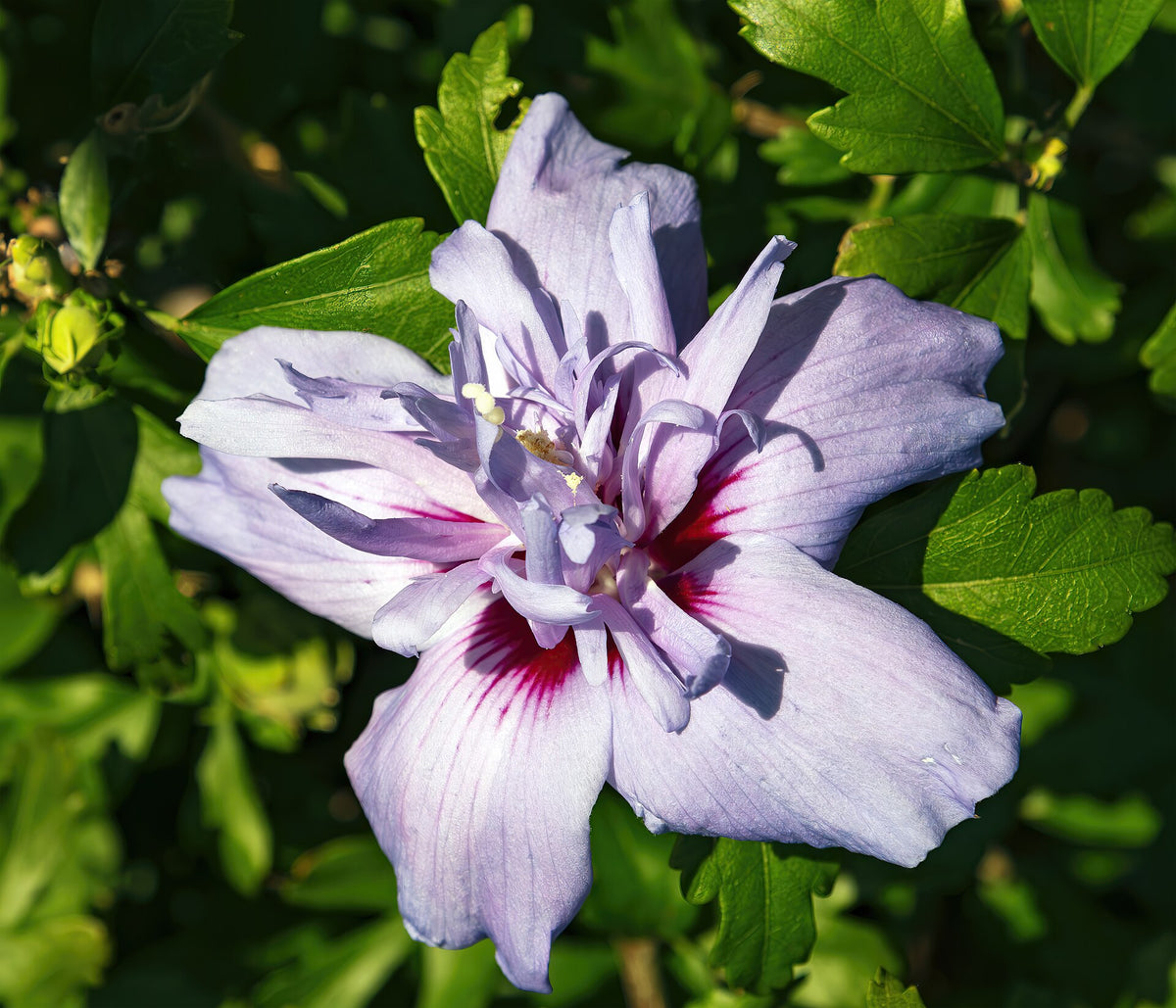 Blüte des Garteneibischs
