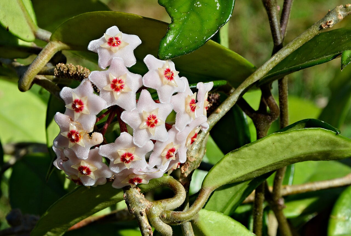 Blüten der Wachsblume