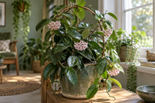 Hoya · Hoya carnosa · Hoya bella · Hoya linearis